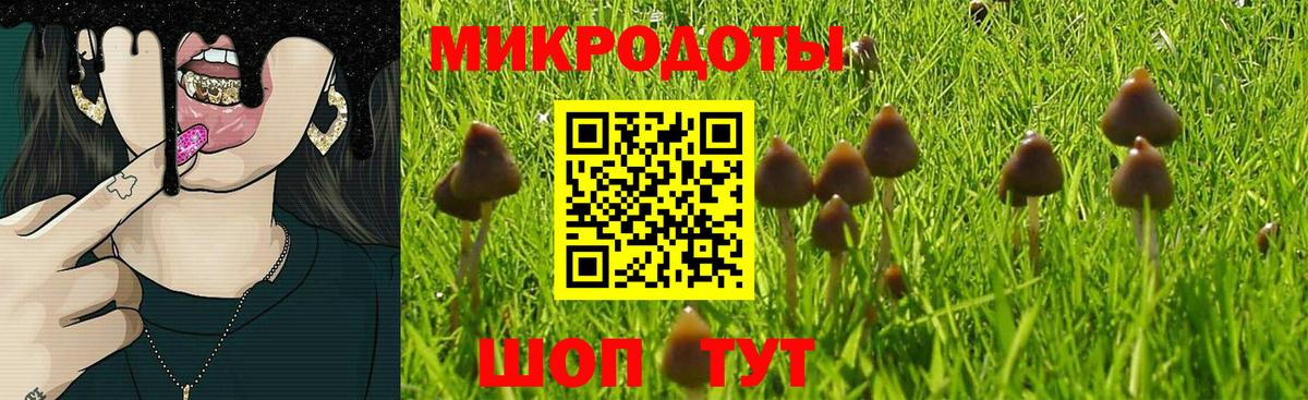 Галлюциногенные грибы Psilocybine cubensis Абинск